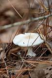 Mushroom Dec 2021